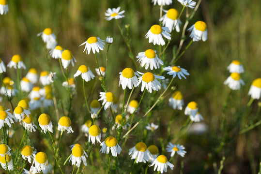 chamomile, camomile, Matricaria chamomilla flowers closeup selective focus
