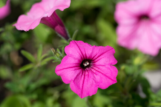 Petunia pink flowers closeup selective focus