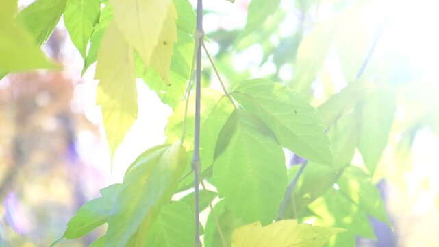 Dreamy autumn, fairy-tale moment  in golden light. Soft blurred sunlight dapples the ground, while yellow leaves swirl in slow motion. The air feels still and enchanted &mdash; pure atmospheric magic.