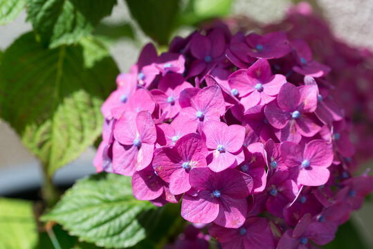  hortensia, Hydrangea macrophylla lilac flowers closeup selective focus