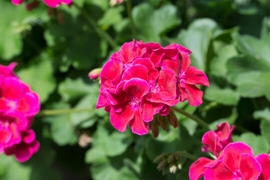 Pelargonium, geraniums, storksbills red flowers closeup selective focus