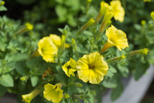 Petunia yellow flowers closeup selective focus