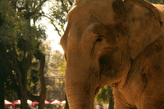 Elefante en zool&oacute;gico	