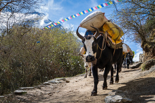 Grupo de Yak, o vacas de monta&ntilde;a, en la regi&oacute;n del Everest, llevando bienes y suministros en caminos de monta&ntilde;a. En Nepal.