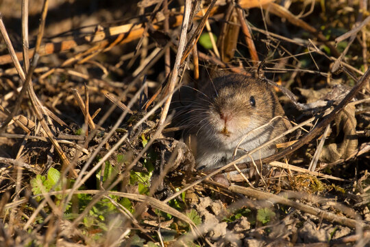 Vole, Ankeny National Wildlife Refuge, Oregon