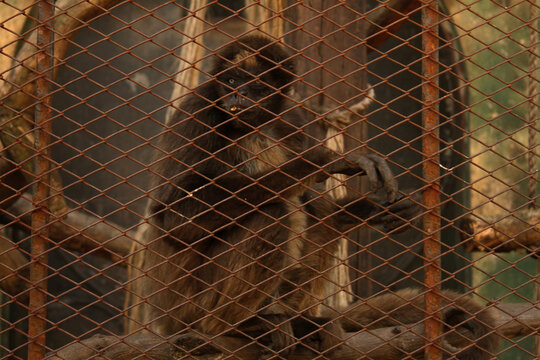 Mono grande en jaula de zool&oacute;gico.	