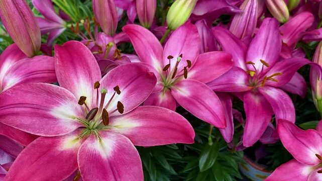 Bright pink Asiatic lily flowers in full bloom