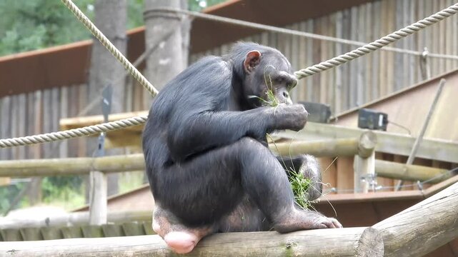 A close-up video of a chimpanzee calmly sitting on a wooden platform and eating fresh grass in a zoo enclosure. Natural animal behavior captured in daylight with detailed fur and a peaceful atmosphere