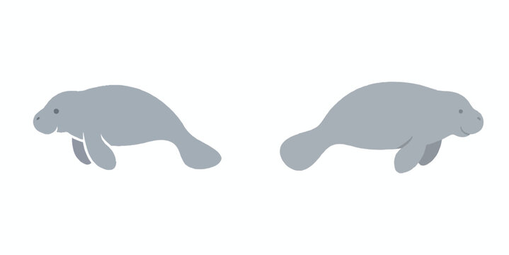 A gentle minimalist flat design of a manatee, simple rounded shapes, soft gray solid color, no shading, no outline, clean vector, isolated on a plain white background.