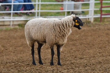 Naklejka premium Sheep
