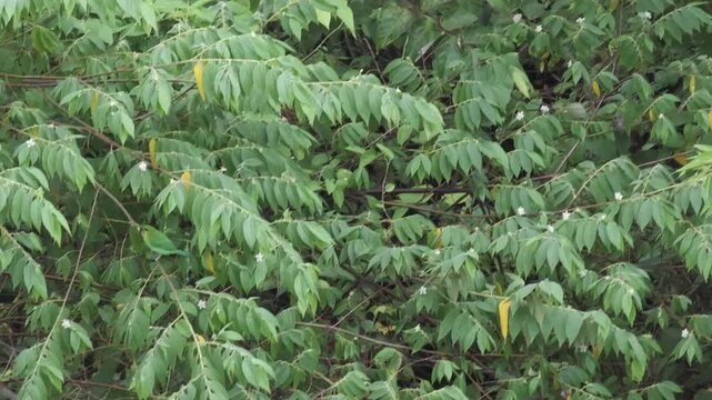 Yellow-throated Leafbird Handling and Dropping Fruit in Palawan Philippines