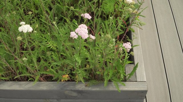 Common yarrow plants bloom inside a wooden box under bright daylight in a static close up. Ideal for content on industrial horticulture, organic farming, and herbal medicine. 