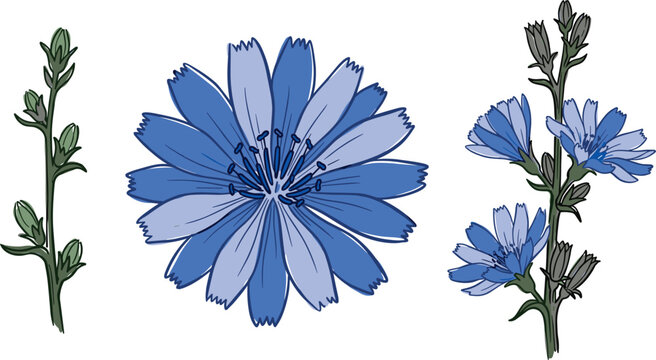Chicory Wildflower Element Set with Large Blue Bloom Flower Head Green Stem with Closed Ribbed Buds and Blooming Branch Vector Illustrations
