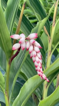 Vertical cinematic close-up of a blooming atoumo flower pink and white shell ginger in a lush tropical garden