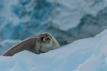 Naklejka premium Close-up of a Weddell seal -Leptonychotes weddellii- resting on a small iceberg near Danco Island on the Antarctic peninsula