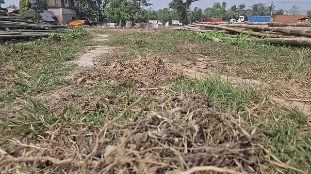Tiger Butterfly Resting on Dry Grass in Natural Habitat, Butterfly Macro Close Up, Tropical Wildlife, Selective Focus, Ground Level View, Slow Motion Cinematic Nature Footage