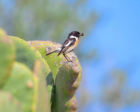 European Stonechat male, Saxicola rubicola, perching on a Opuntia cactus and holding a bee in its beak, Albufereta, Mallorca, Spain