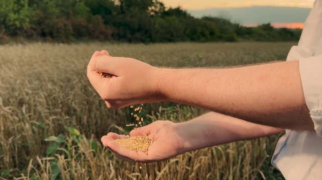 Golden wheat grains shining in evening light, Farmer s hard work reflected in hands full of wheat, Wheat cultivation from field to hands, Harvest season a farmer s perspective, Rural serenity and