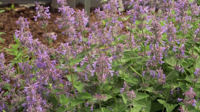 Purple catnip flowers bloom above green foliage under bright daylight in a static close-up shot. Perfect for botany, herbal medicine, and insect pollination content. 
