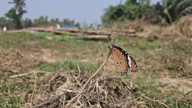 Ground-level macro footage of Tiger Butterfly resting among dry grass in its natural habitat. Detailed wing patterns, natural behavior, and peaceful outdoor environment with softly blurred background