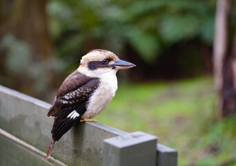 Obraz premium Wild Laughing Kookaburra perched on a wooden fence in Australia
