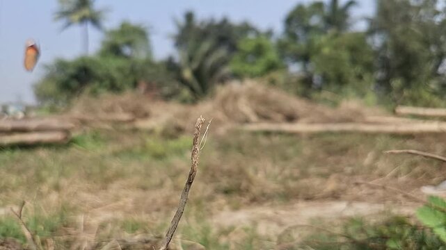Tiger Butterfly Resting on Dry Grass in Natural Habitat, Butterfly Macro Close Up, Tropical Wildlife, Selective Focus, Ground Level View, Slow Motion Cinematic Nature Footage