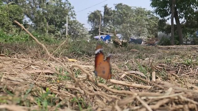 Tiger Butterfly Resting on Dry Grass in Natural Habitat, Butterfly Macro Close Up, Tropical Wildlife, Selective Focus, Ground Level View, Slow Motion Cinematic Nature Footage