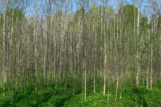 Young aspen trees in the spring. Spring landscape. Spring in the forest.