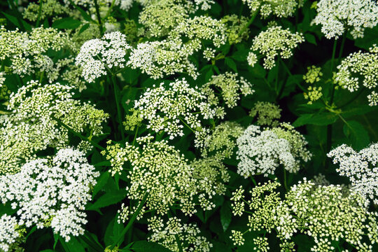 herb gerard white flowers on a background of green leaves.