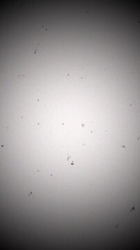 Vertical Monochrome Cinematic Grain Overlay Featuring Authentic Scratches Dust and Retro Flicker for Nostalgic Storytelling 4k video