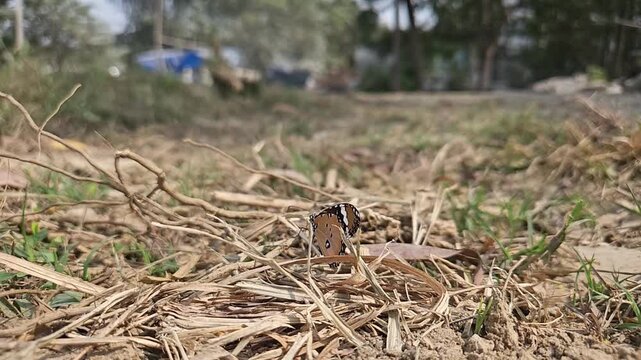 Ground-level macro footage of Tiger Butterfly resting among dry grass in its natural habitat. Detailed wing patterns, natural behavior, and peaceful outdoor environment with softly blurred background