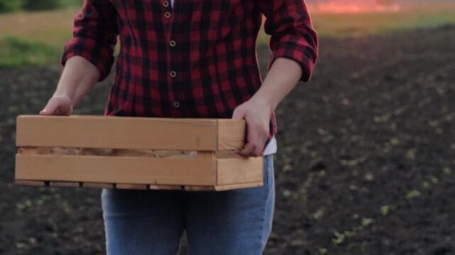agriculture, farmer carries box potatoes hand, field land harvest, season farm work business potatoes, smooth grown fertilized september grow farmer outside autumn wooden work tubers ecological seed
