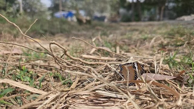 Ground-level macro footage of Tiger Butterfly resting among dry grass in its natural habitat. Detailed wing patterns, natural behavior, and peaceful outdoor environment with softly blurred background