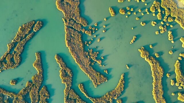 Top view of salt marsh formations in shallow coastal water. Abstract aerial pattern of wetland islands, narrow channels and turquoise lagoon