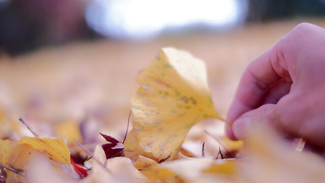 little girl with a yellow leaf