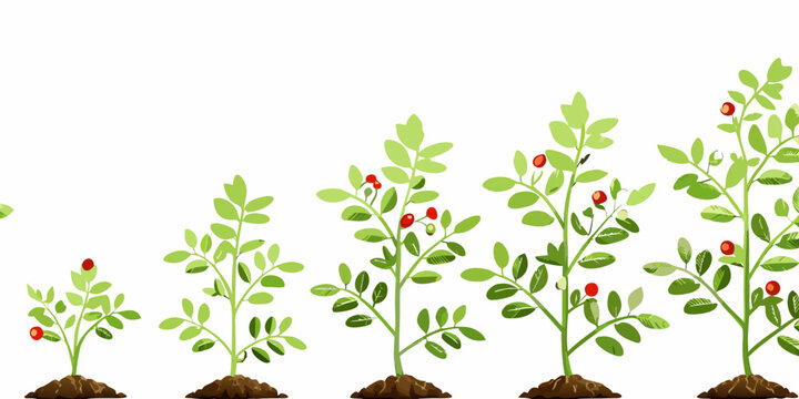 Plant Growth Cycle Illustration With Stages Vector Graphic On White Background