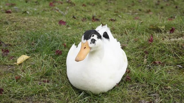 Duck on grass