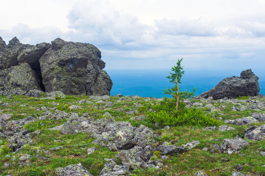 Lonely tree on the top of the mountain.