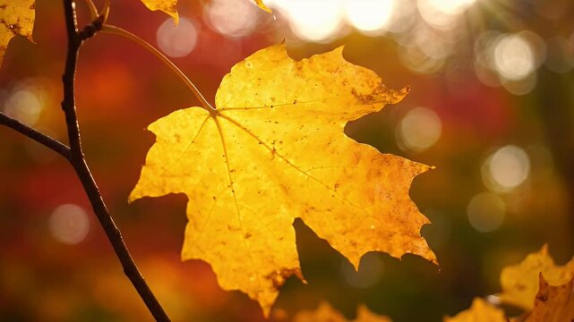 Golden Maple Leaf on Branch in Autumn Sunlight - A vibrant, close-up view of a golden yellow maple leaf hanging from a branch, illuminated by warm autumn sunlight.