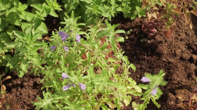 Violet Moldavian dragonhead flowers bloom in a sunny planter box in a static close-up view. Perfect for content on botany, herbal remedies, and organic gardening. 