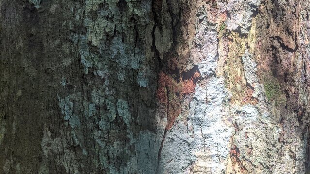 bark of a tree
