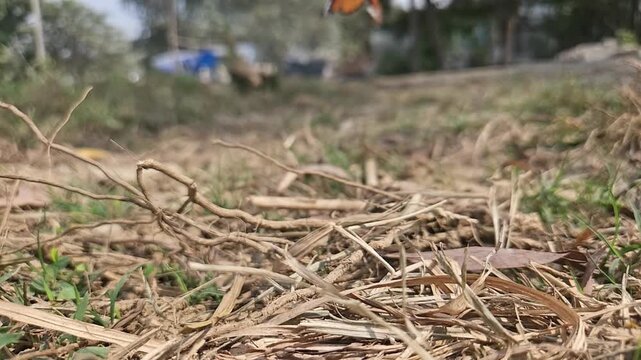 Tiger Butterfly Resting on Dry Grass in Natural Habitat, Butterfly Macro Close Up, Tropical Wildlife, Selective Focus, Ground Level View, Slow Motion Cinematic Nature Footage