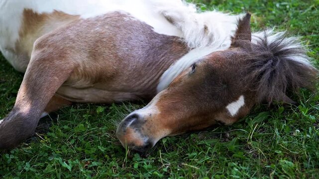 A pinto pony rests peacefully on vibrant green grass under the warm summer sun. This tranquil scene beautifully captures the serene essence of nature and the simple joys of rural life.