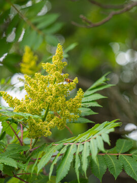 Eine Nahaufnahme zeigt den aufrecht stehenden Bl&uuml;tenstand an einem Zweig des Scharlach-Sumachs (Rhus glabra).