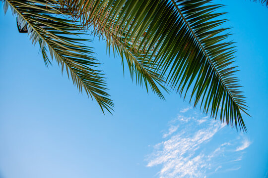 Tropical green palm tree leaves hanging over a clear blue summer sky with copy space