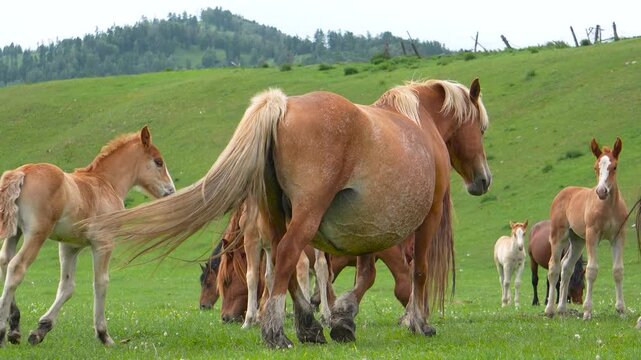 A beautiful chestnut mare standing on a green pasture field while her cute young foal is nursing.