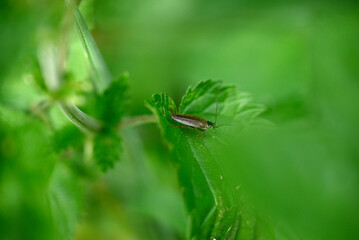Naklejka premium Cockroach sitting on green leaf. Single cockroach sitting in front of green background.
