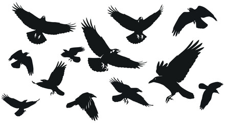 Obraz premium Silhouettes of Multiple Crows in Flight with Spread Wings.