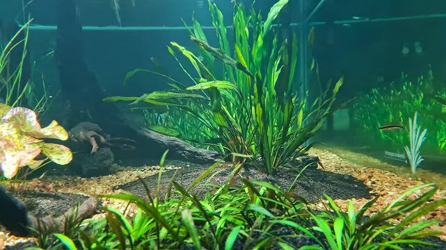 Freshwater tank featuring tiger barbs, corydoras, and green aquatic vegetation amidst driftwood and gravel substrate.