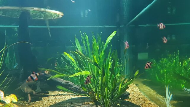 Lush green aquatic plants and driftwood provide a natural habitat for a school of striped tiger barb fish in a clear freshwater aquarium.